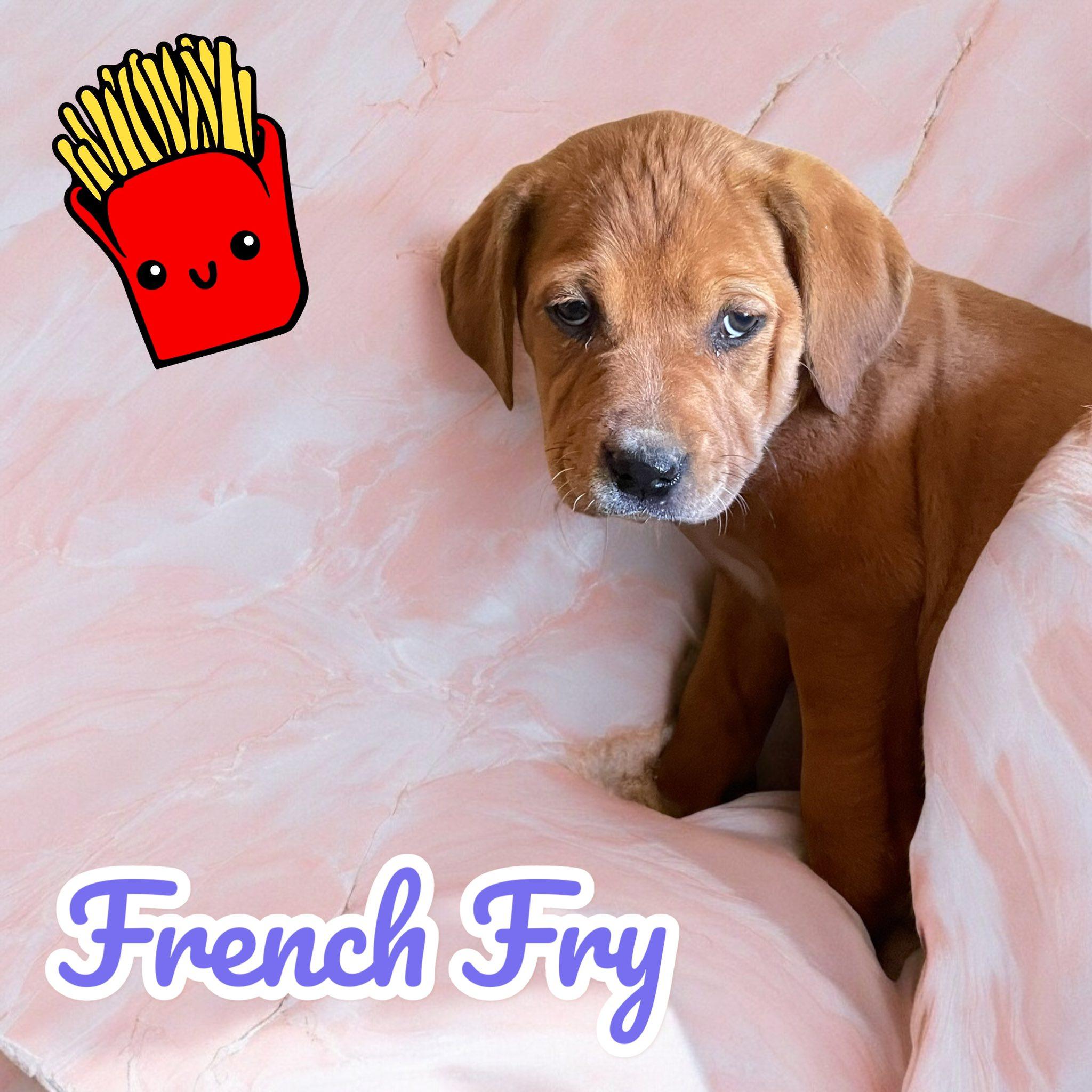 French Fry