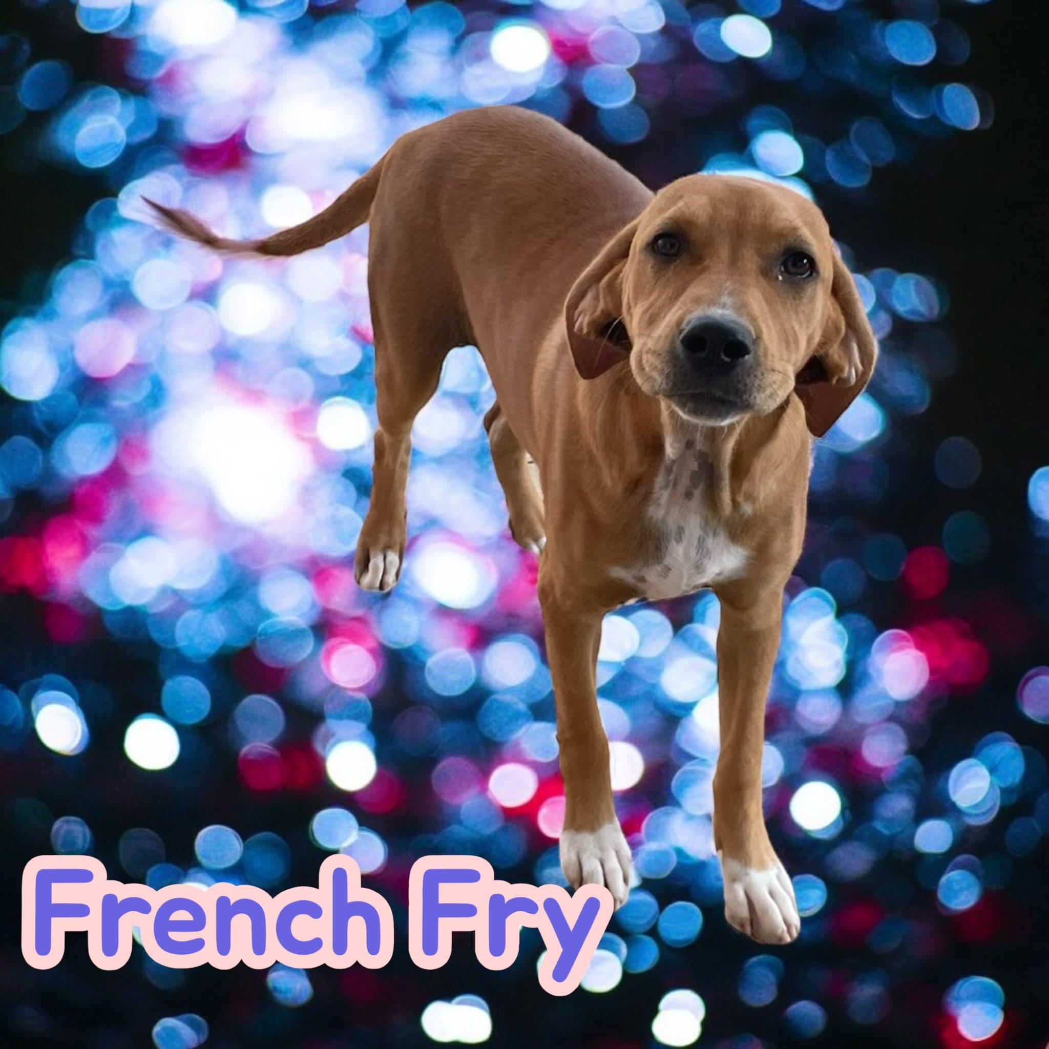 French Fry, a Adoptable mixed breed in Milford, CT image 2/5