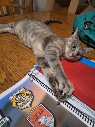 Enlarge Crystal, a Adoptable mixed breed in Washington, DC image 2/3