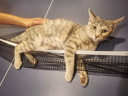Crystal, Adoptable, Kitten Female Domestic Short Hair & Domestic Short Hair.