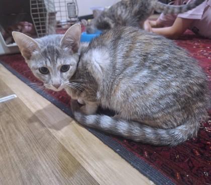 Enlarge Crystal, a Adoptable mixed breed in Washington, DC image 2/3