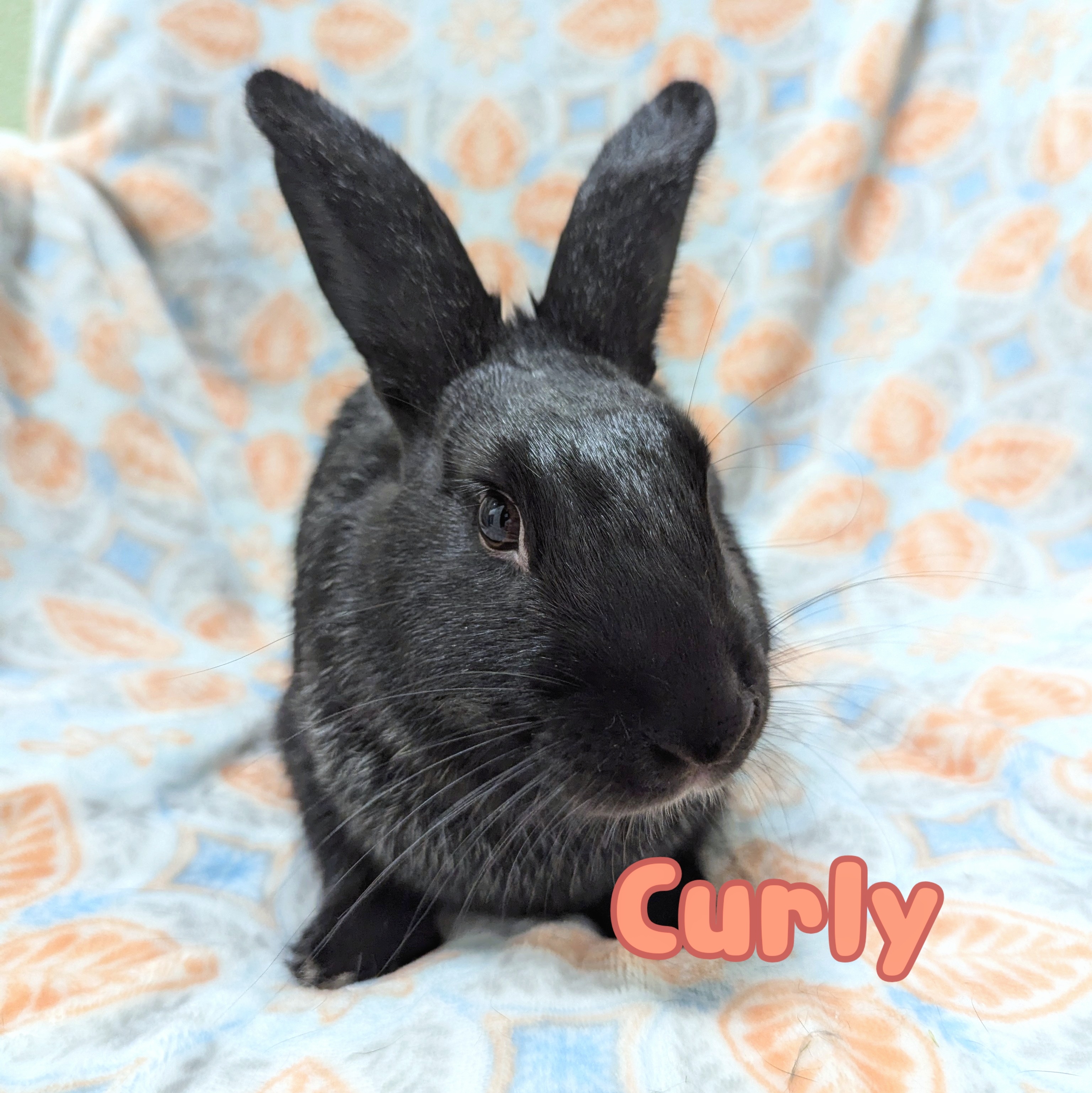 Rabbit for adoption Curly, a Bunny Rabbit Mix in Roseville, CA