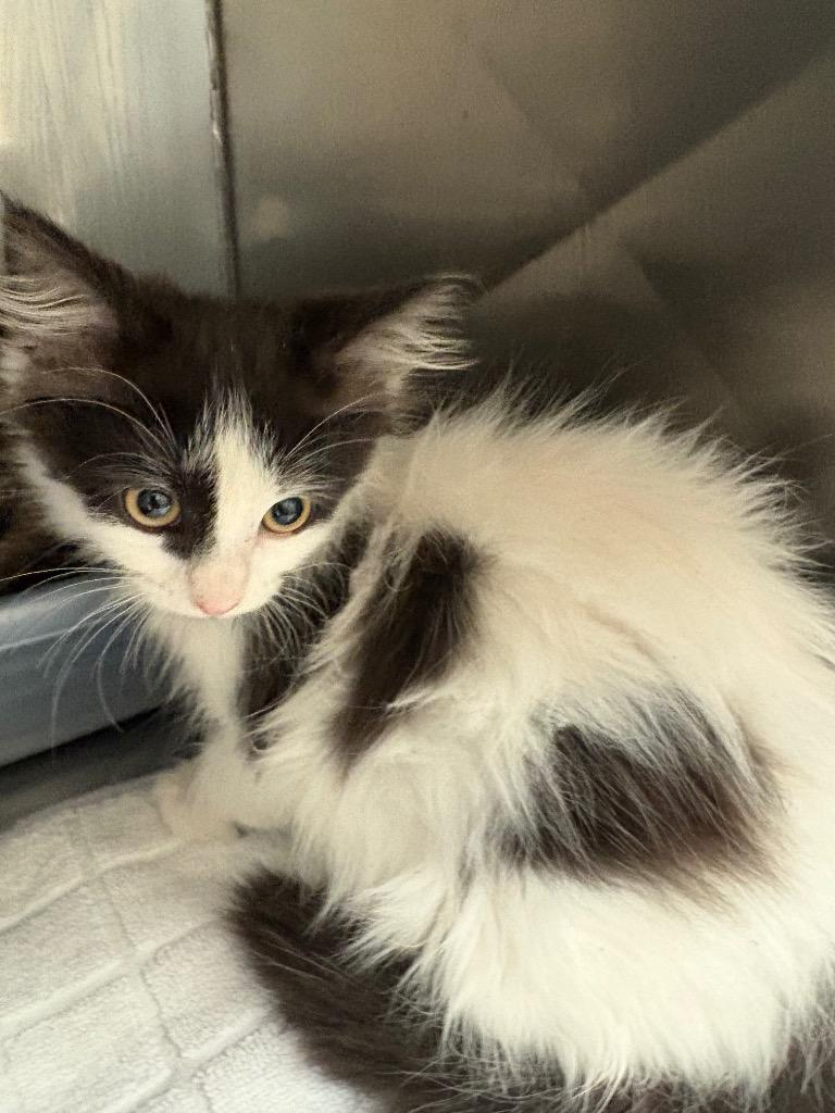 Dancer, Adoptable, Kitten Female Domestic Medium Hair.