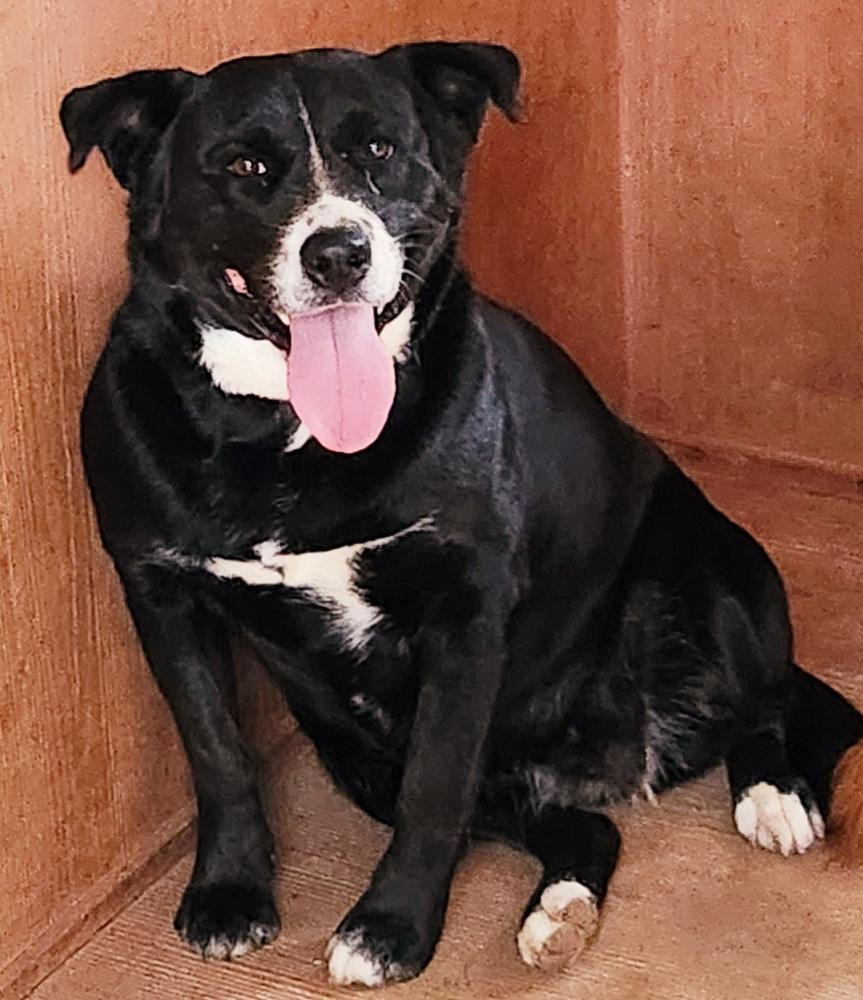Mamas, Adoptable, Adult Female Border Collie.
