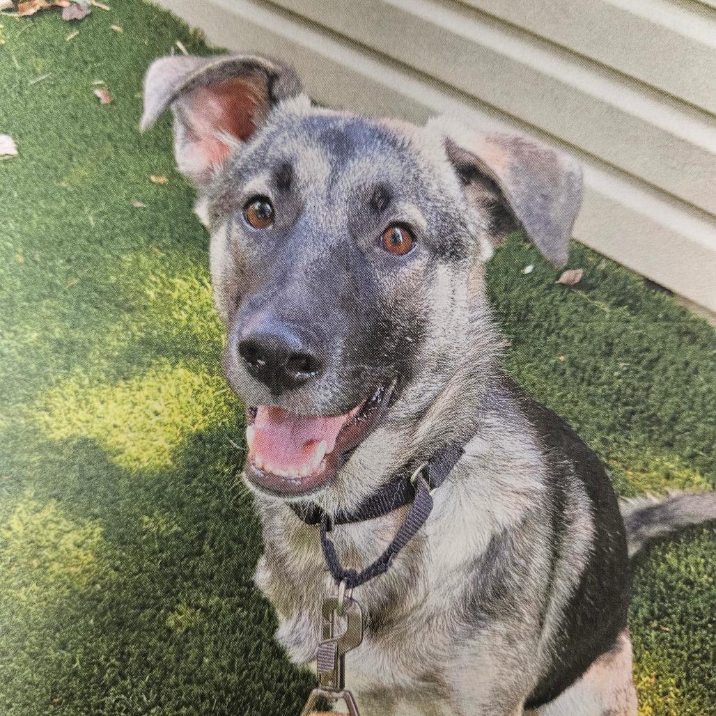 Enlarge Cooper, a Adoptable mixed breed in Birdsboro, PA image 1/1