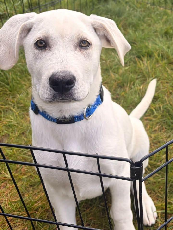 Enlarge Ace, a Adoptable mixed breed in Delta Junction, AK image 1/2