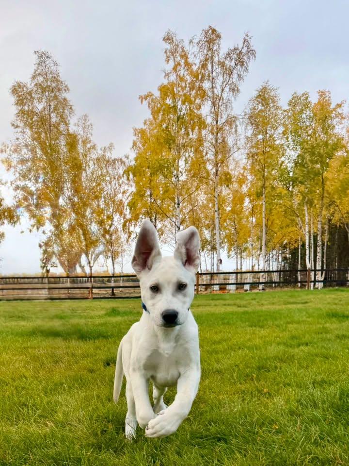 Enlarge Ace, a Adoptable mixed breed in Delta Junction, AK image 2/2