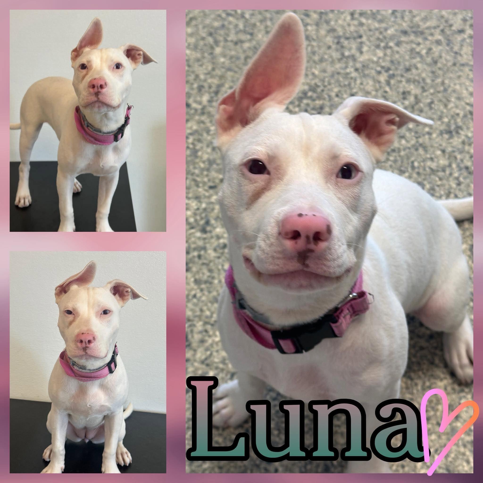 Luna Love, ADOPTABLE, Puppy Female Pit Bull Terrier & American Staffordshire Terrier.
