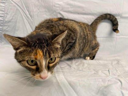 Mary Pawpins, Adoptable, Senior Female Domestic Short Hair & Domestic Short Hair.