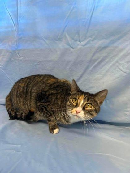 Enlarge Mary Pawpins, a Adoptable mixed breed in McCook, NE image 2/3