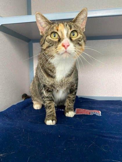 Enlarge Mary Pawpins, a Adoptable mixed breed in McCook, NE image 3/3