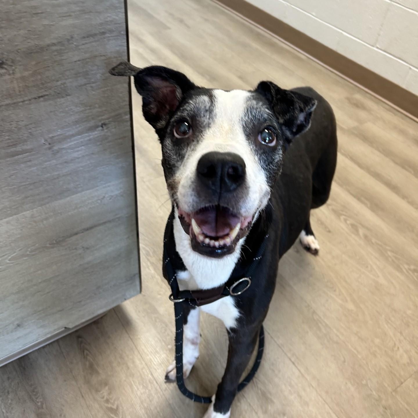 Enlarge Paris, a Adoptable mixed breed in Triadelphia, WV image 2/2