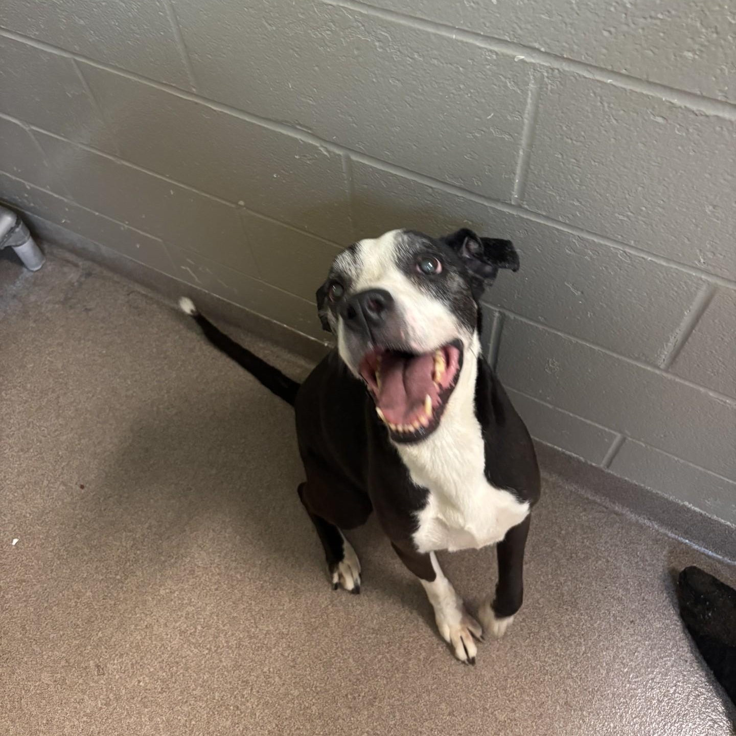 Enlarge Paris, a Adoptable mixed breed in Triadelphia, WV image 1/2