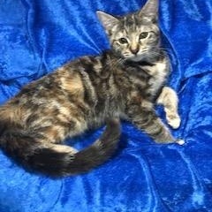 Tatianna thumbnail 2