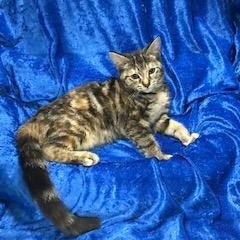 Tatianna thumbnail 3