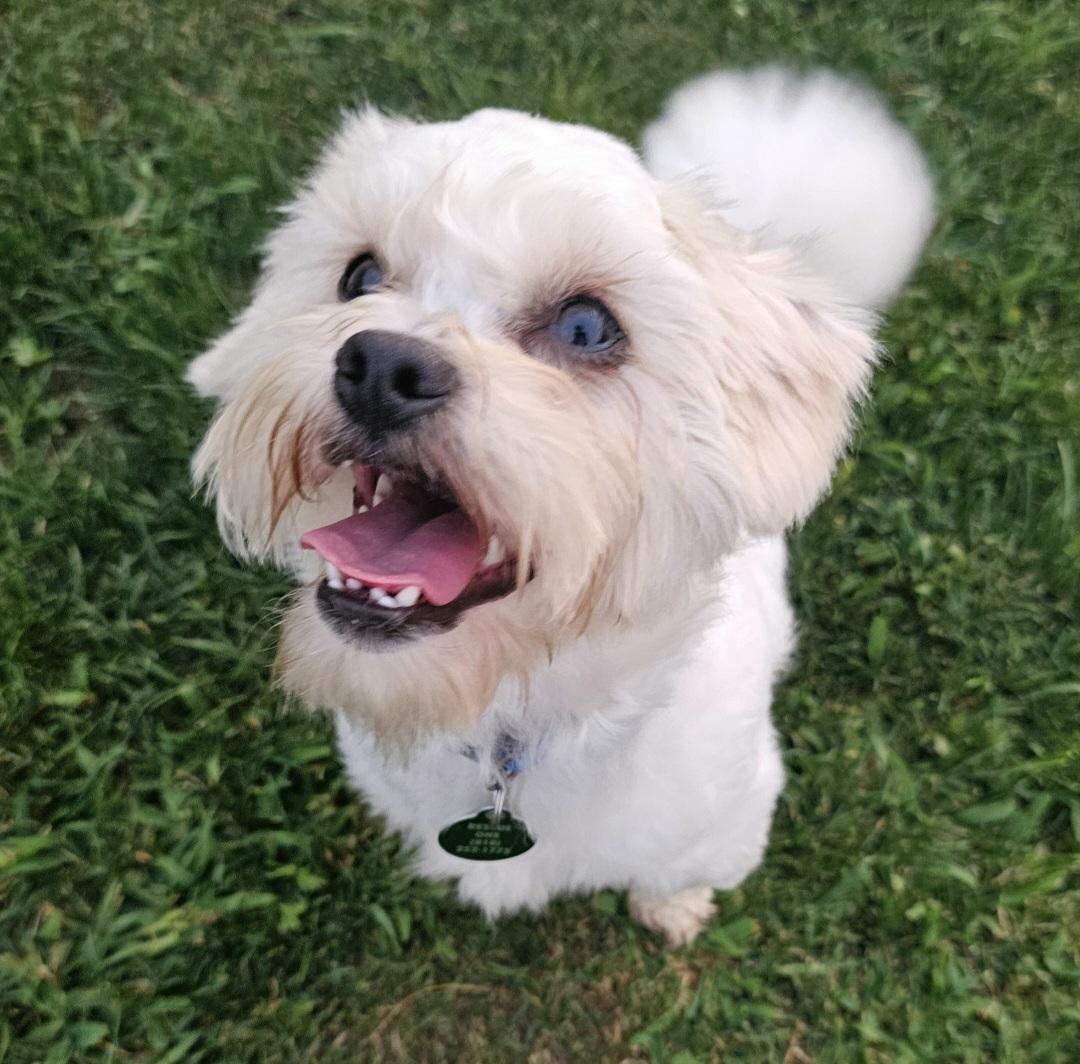 OTIS, an adopted mixed breed in Fenton, MI image 6/6