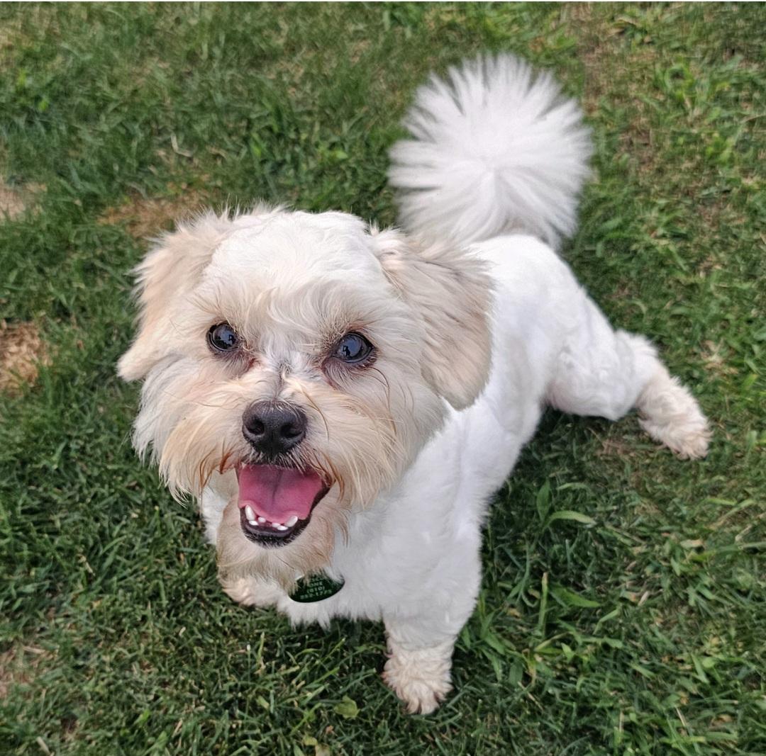 OTIS, an adopted mixed breed in Fenton, MI image 2/6