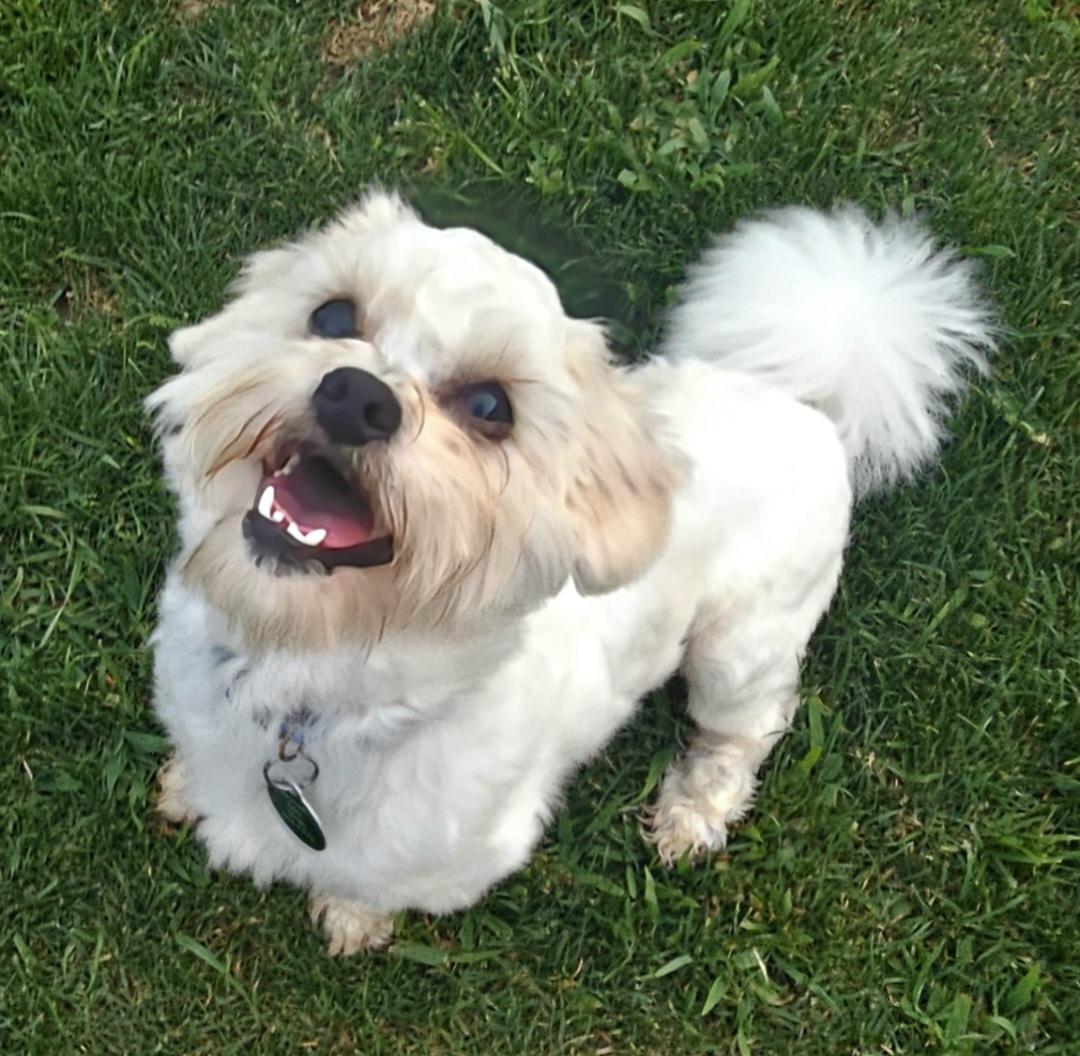OTIS, an adopted mixed breed in Fenton, MI image 3/6