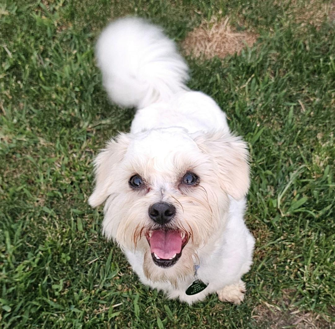 OTIS, an adopted mixed breed in Fenton, MI image 4/6