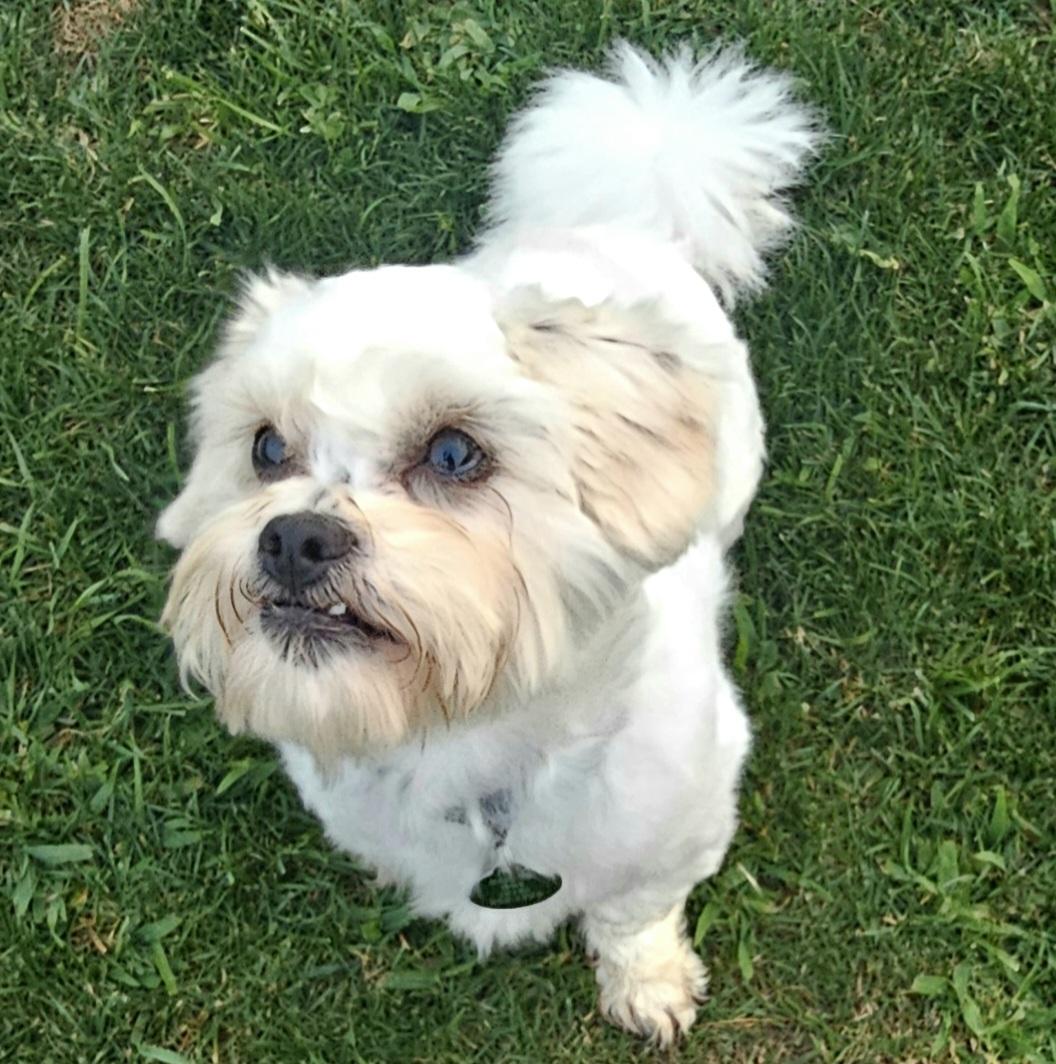 OTIS, an adopted mixed breed in Fenton, MI image 5/6