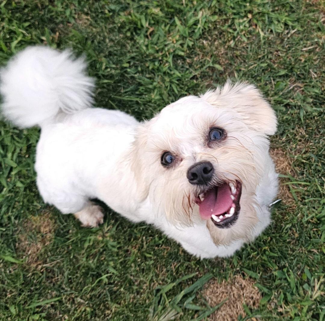 OTIS, adopted, Young Male Shih Tzu & Maltese.