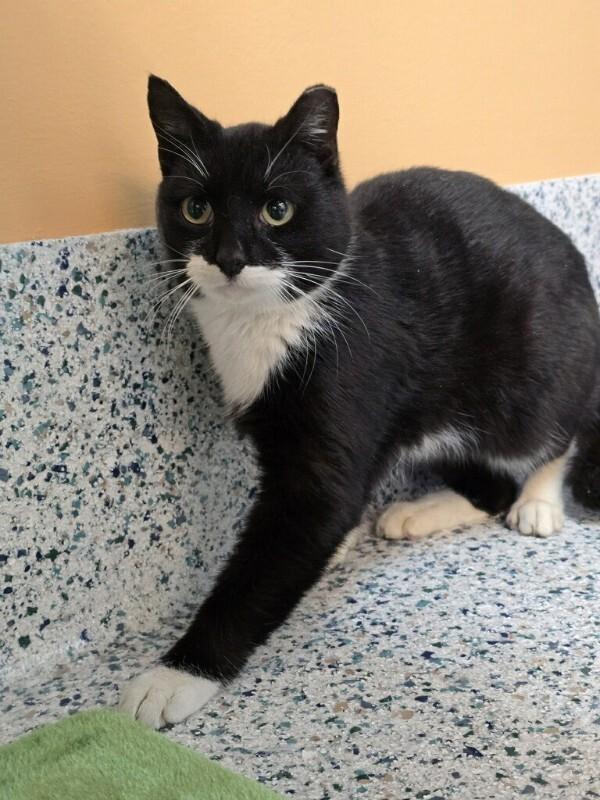 Trixter, Adoptable, Adult Male Domestic Short Hair.