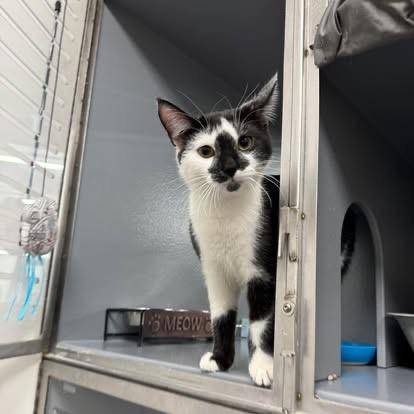 Coconut , a ADOPTABLE Domestic Short Hair in Staten Island, NY image 3/6