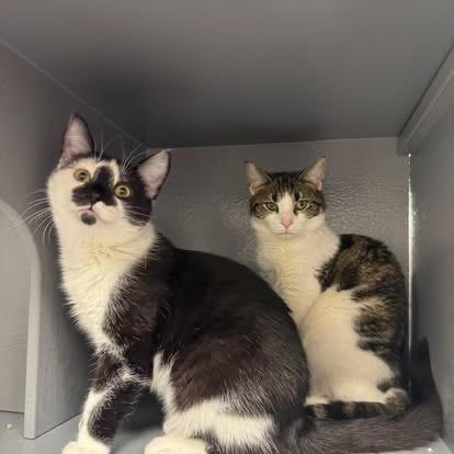 Coconut , a ADOPTABLE Domestic Short Hair in Staten Island, NY image 2/6