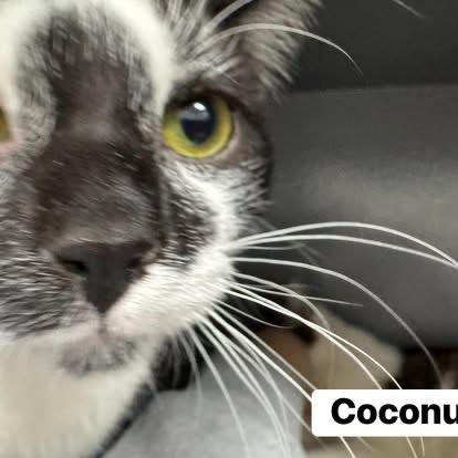 Coconut , a ADOPTABLE Domestic Short Hair in Staten Island, NY image 5/6