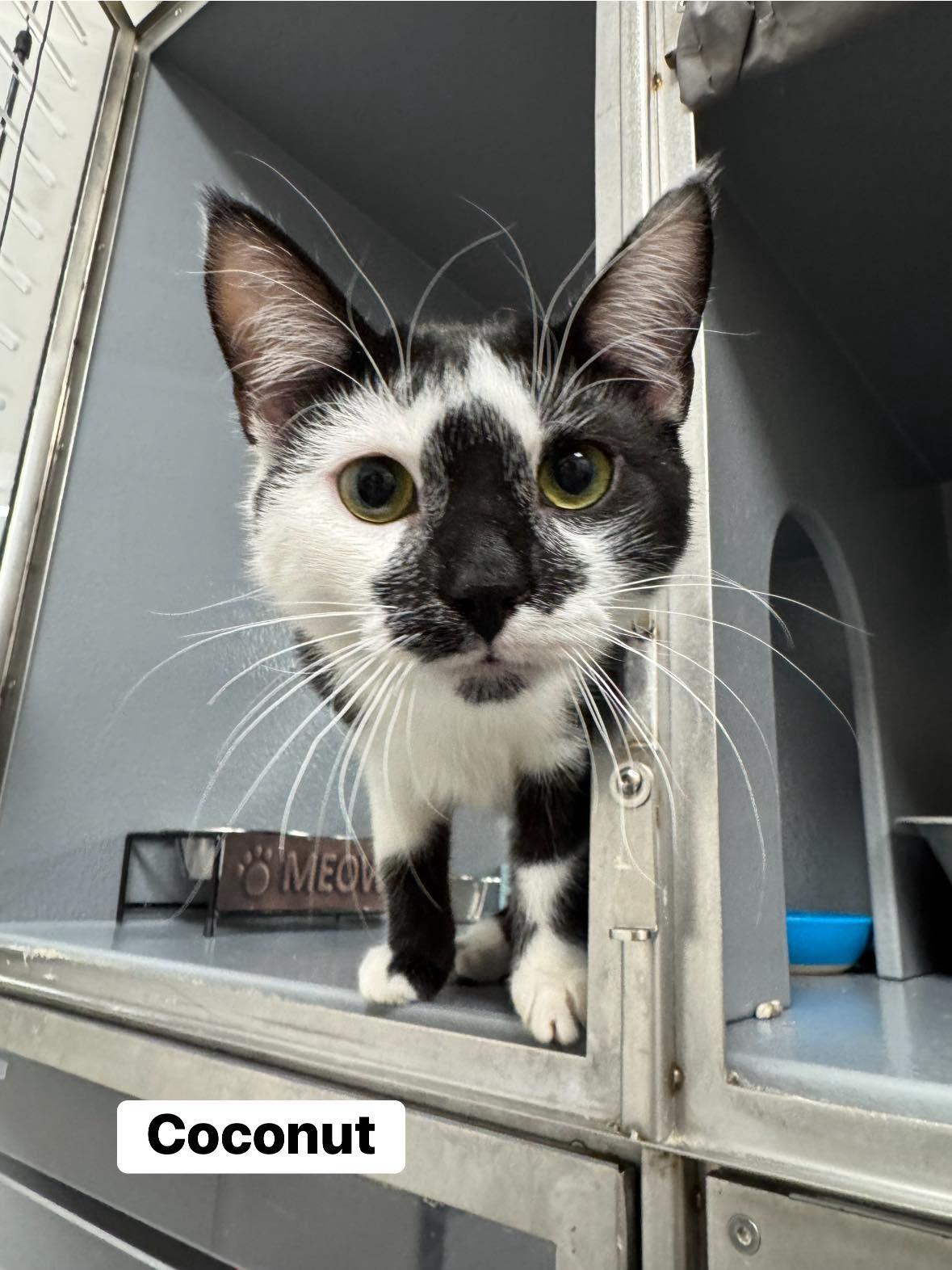 Coconut , a ADOPTABLE Domestic Short Hair in Staten Island, NY image 1/6