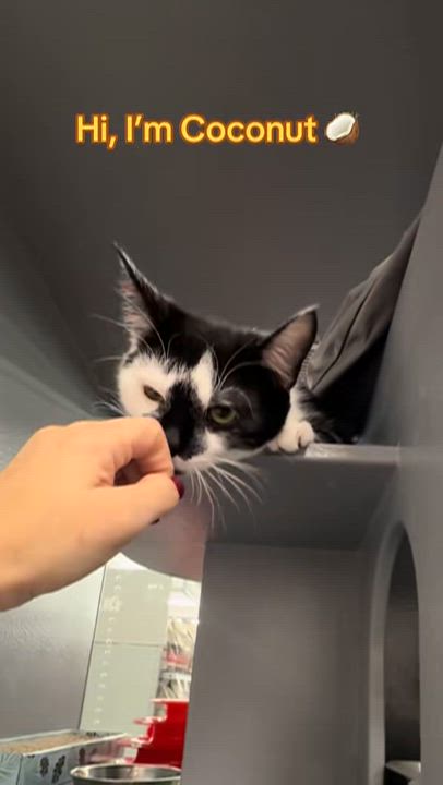 Enlarge Coconut , a ADOPTABLE Domestic Short Hair in Staten Island, NY video 6/6