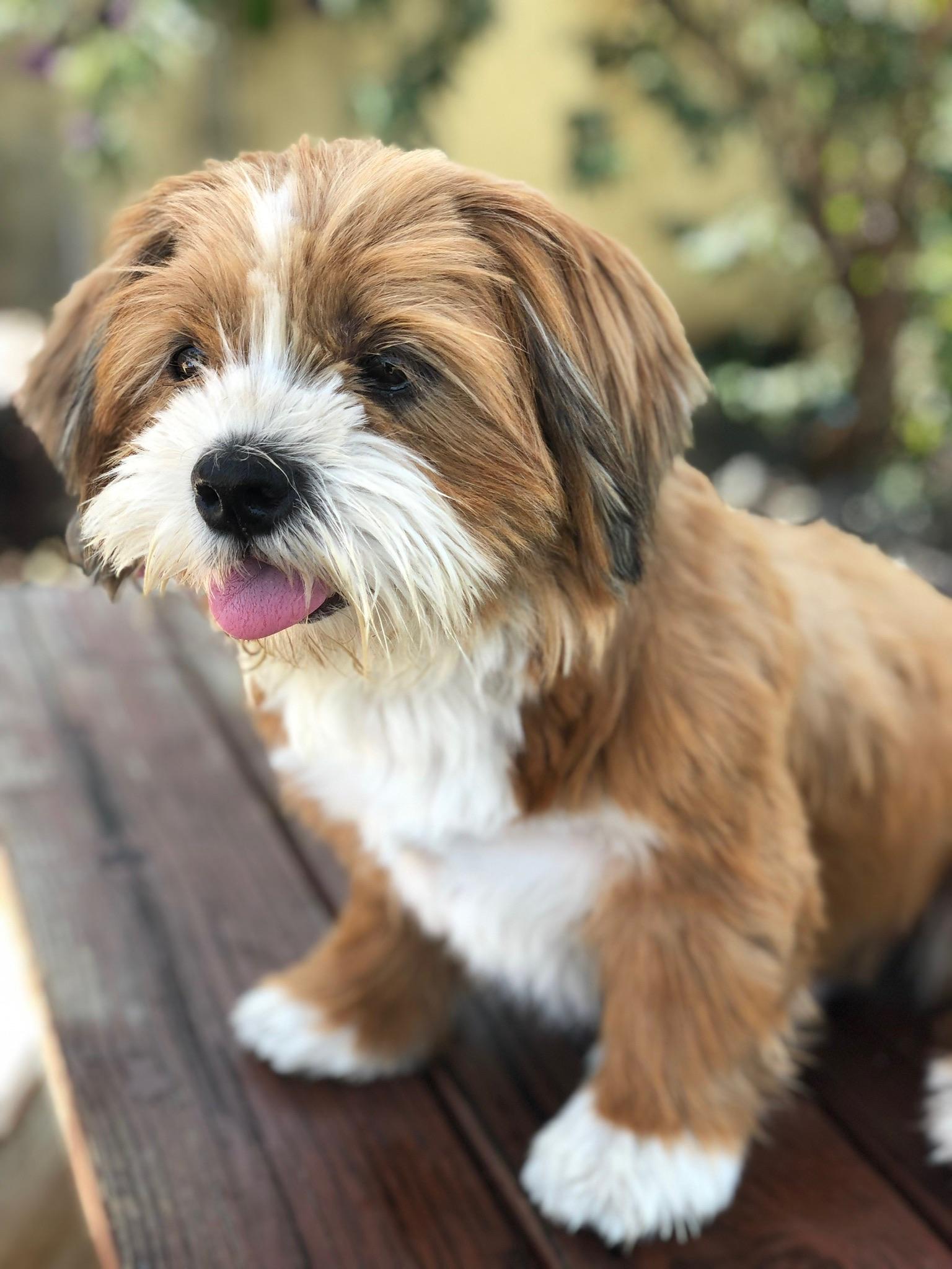 Enlarge Lachy , a ADOPTABLE mixed breed in Los Angeles , CA image 1/6