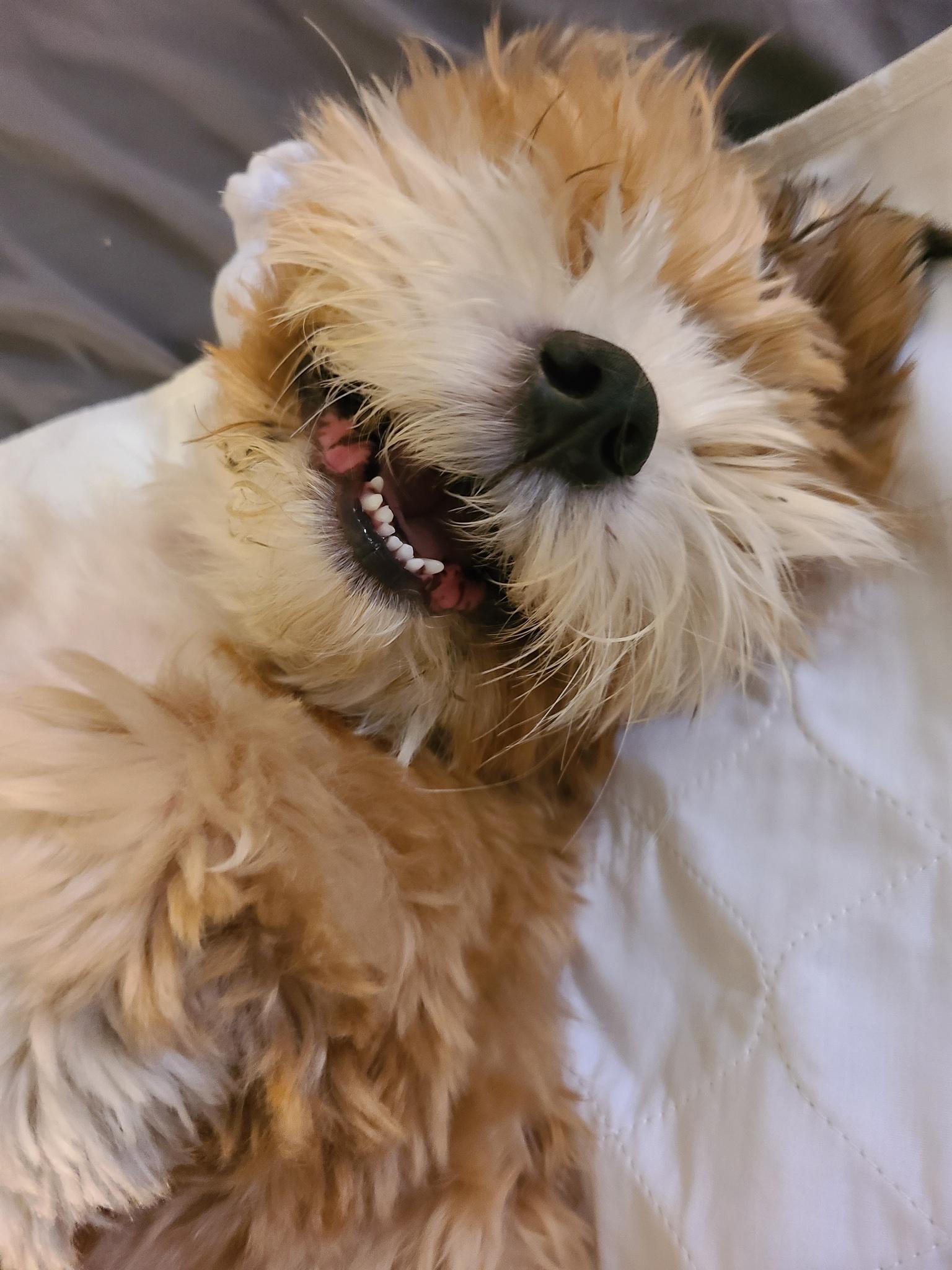 Enlarge Lachy , a ADOPTABLE mixed breed in Los Angeles , CA image 2/6