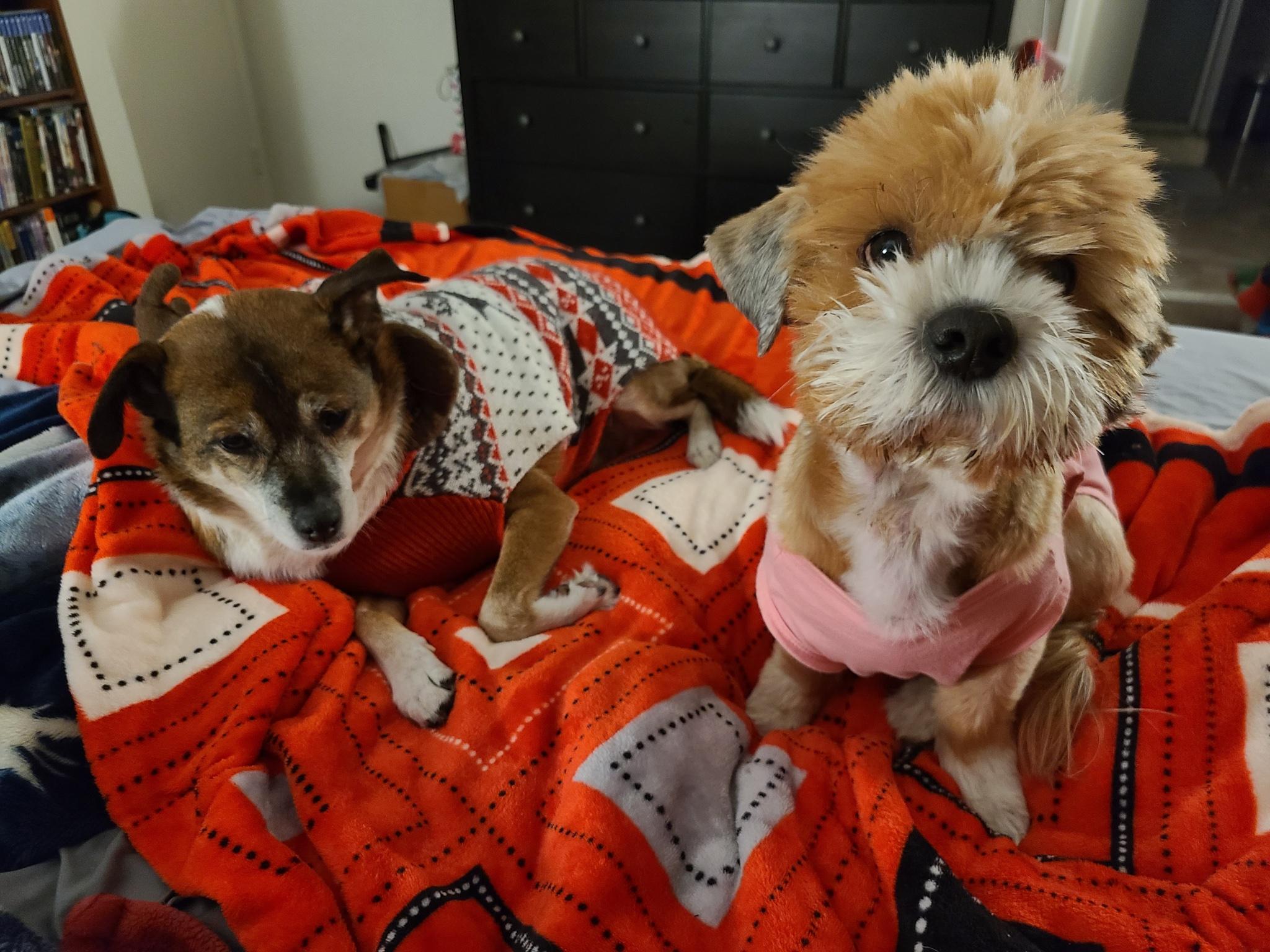 Enlarge Lachy , a ADOPTABLE mixed breed in Los Angeles , CA image 3/6