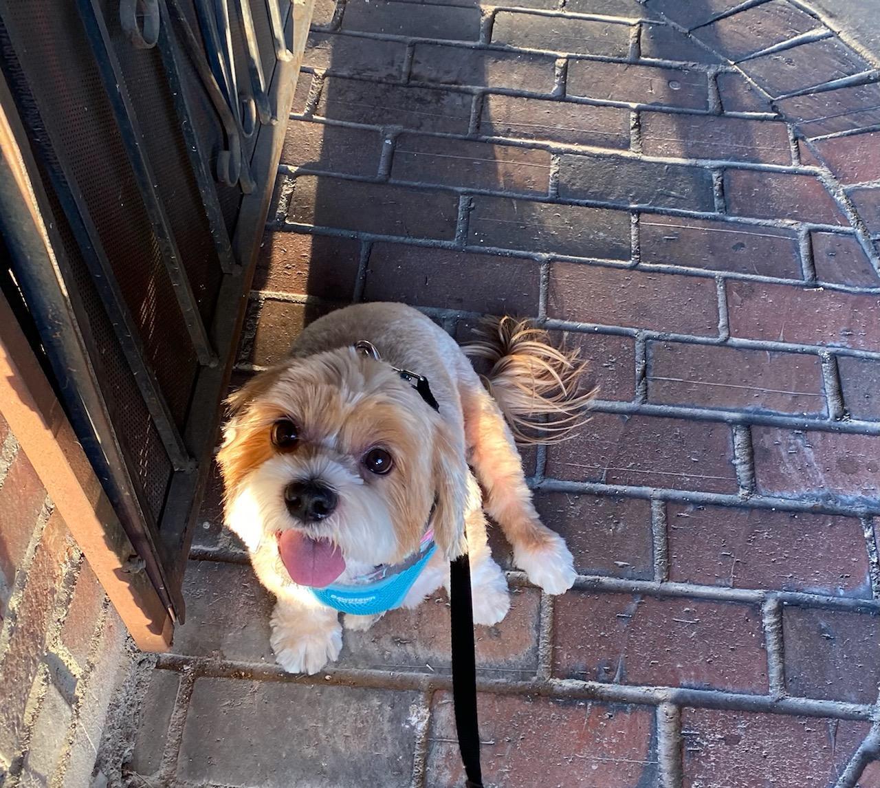 Enlarge Lachy , a ADOPTABLE mixed breed in Los Angeles , CA image 6/6