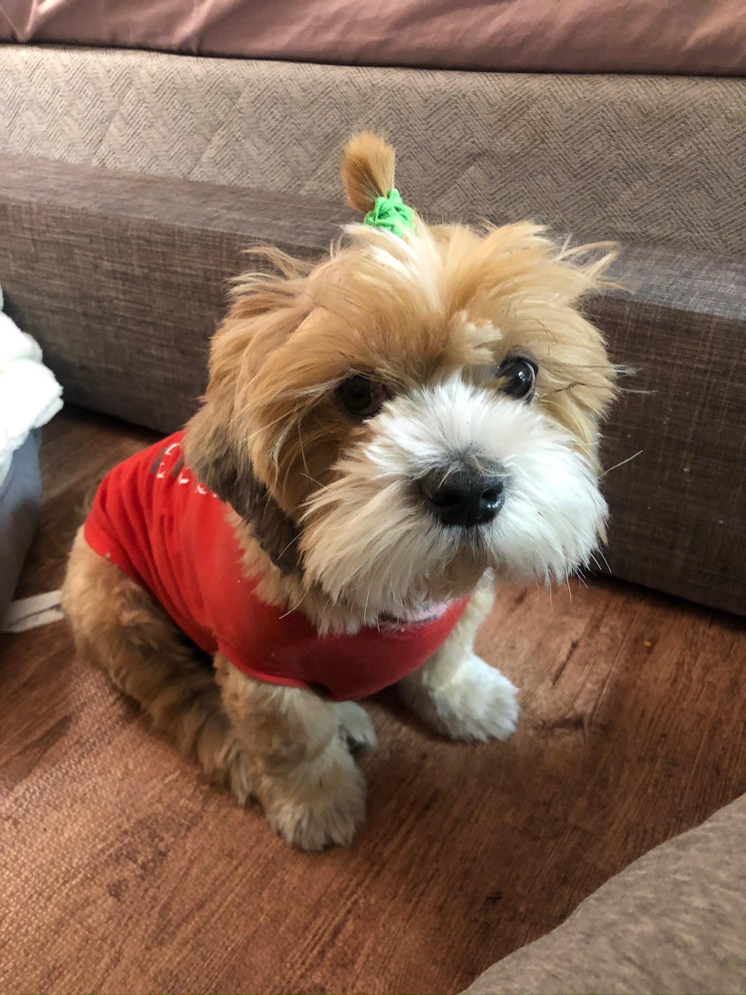 Enlarge Lachy , a ADOPTABLE mixed breed in Los Angeles , CA image 4/6