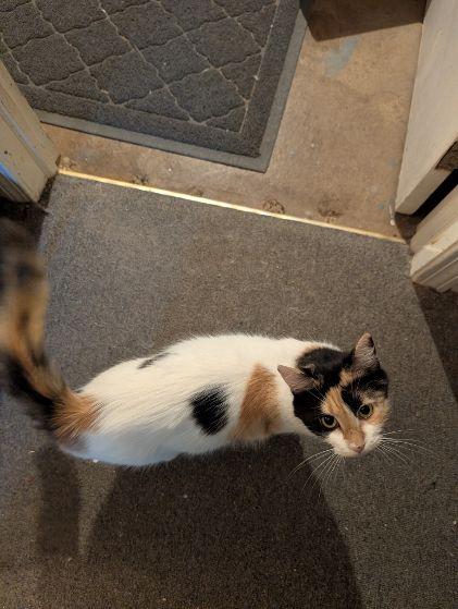 Enlarge Charlotte, a ADOPTABLE Calico in Middletown, CT image 3/3