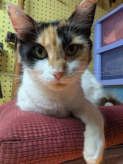 Charlotte, ADOPTABLE, Adult Female Calico.