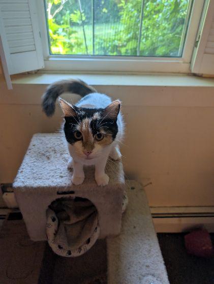 Enlarge Charlotte, a ADOPTABLE Calico in Middletown, CT image 2/3