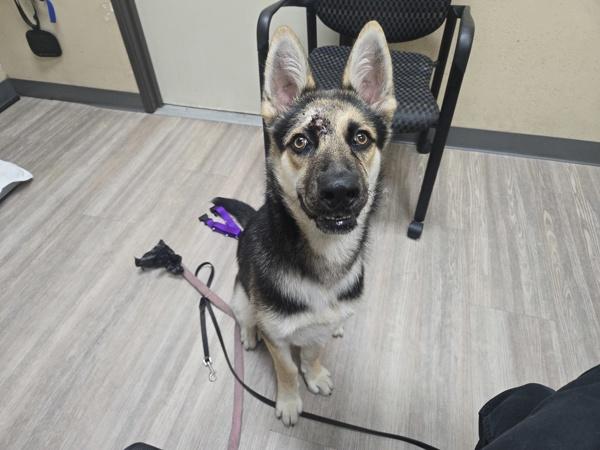 Chop, Adoptable, Young Male German Shepherd Dog & Australian Cattle Dog / Blue Heeler.
