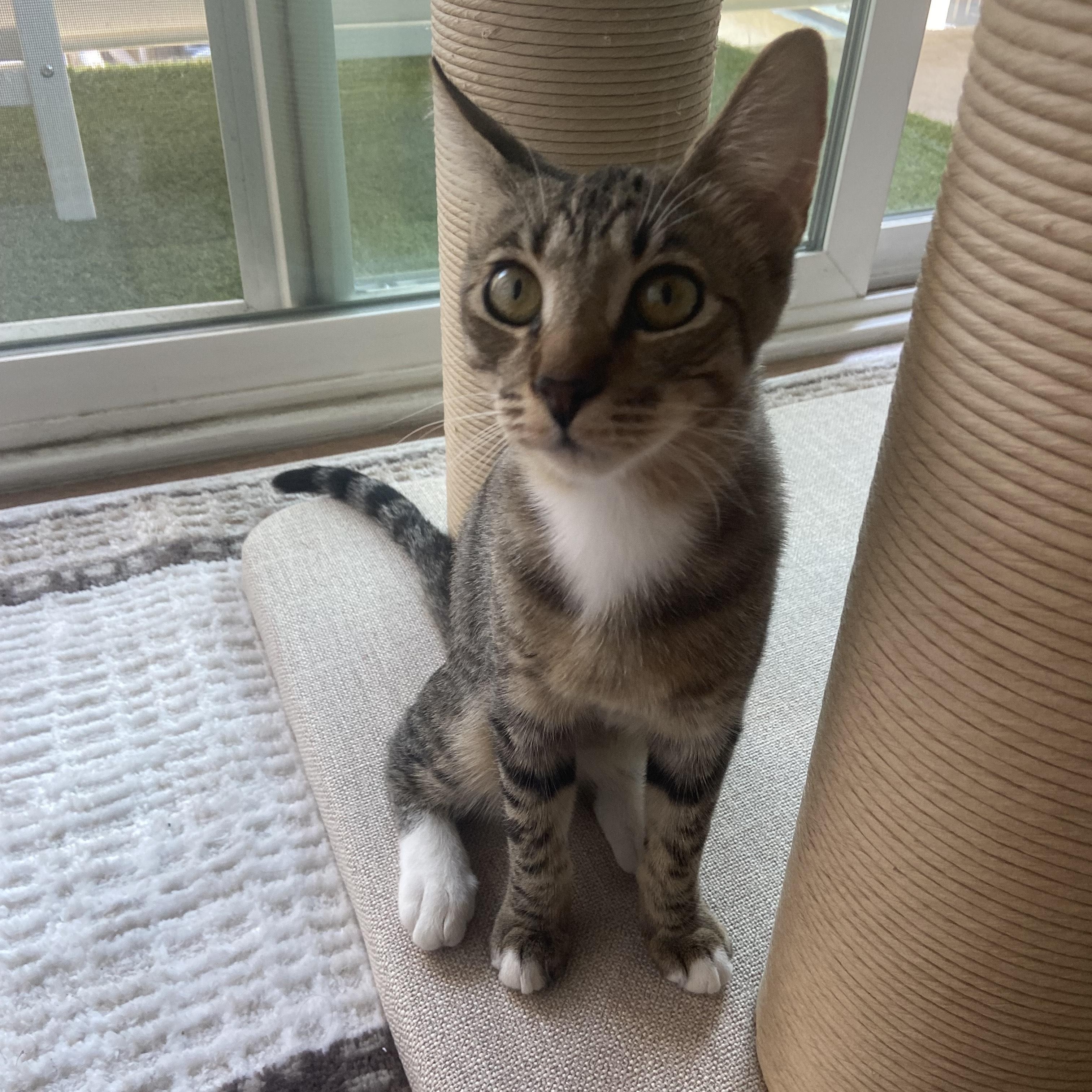 Enlarge Lyle, an adopted Tabby in Palm Desert, CA image 2/6
