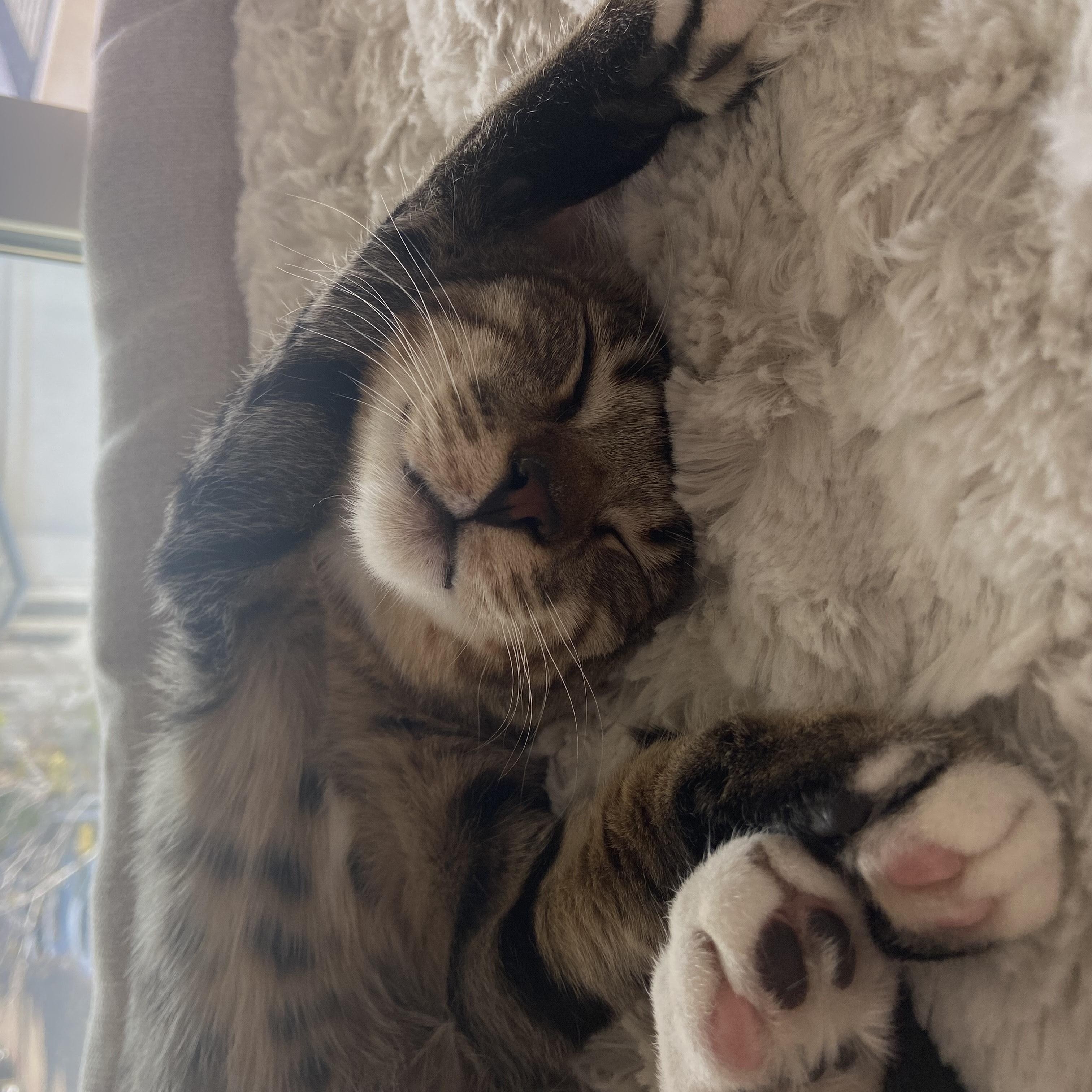 Enlarge Lyle, an adopted Tabby in Palm Desert, CA image 3/6