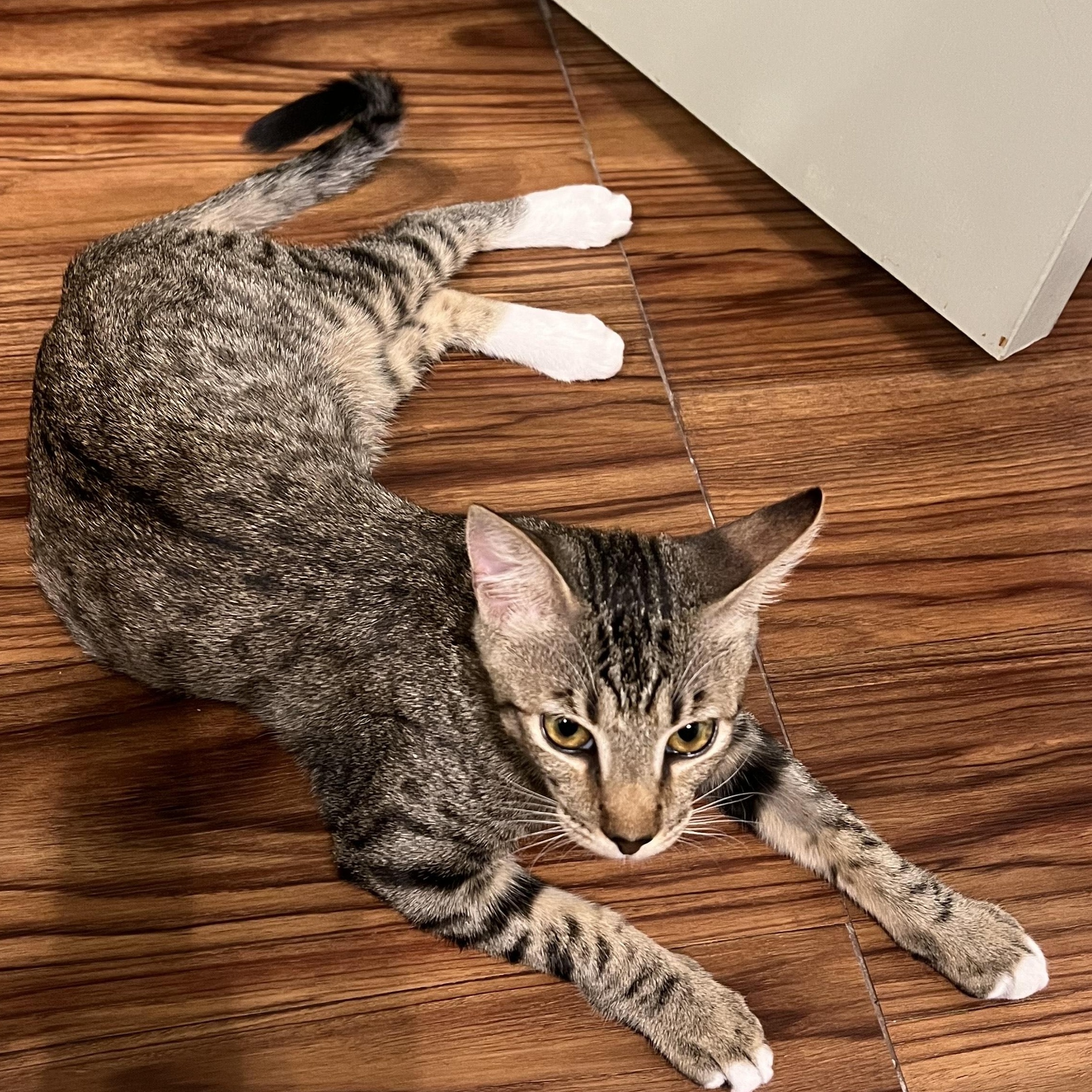 Enlarge Lyle, an adopted Tabby in Palm Desert, CA image 6/6