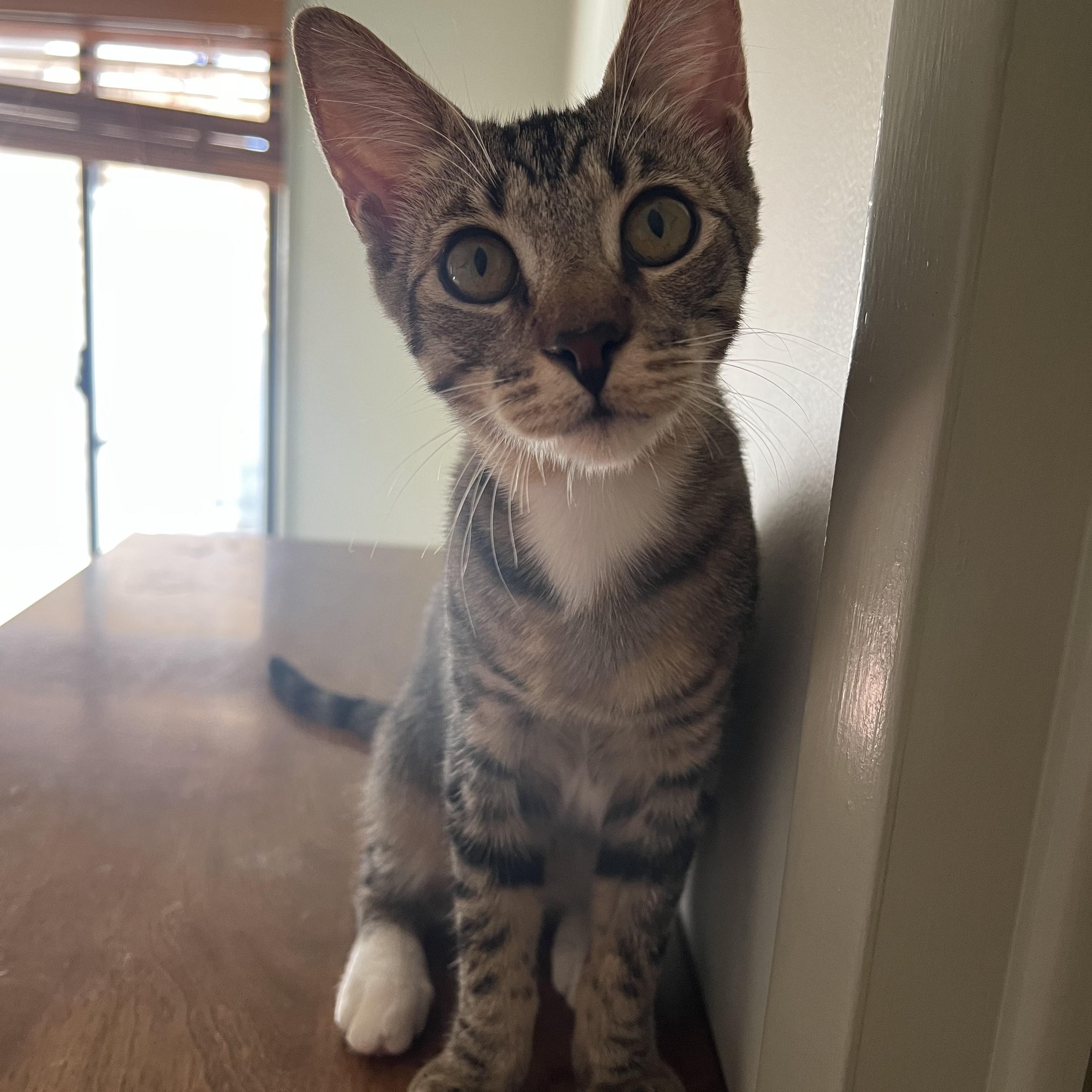Enlarge Lyle, an adopted Tabby in Palm Desert, CA image 5/6