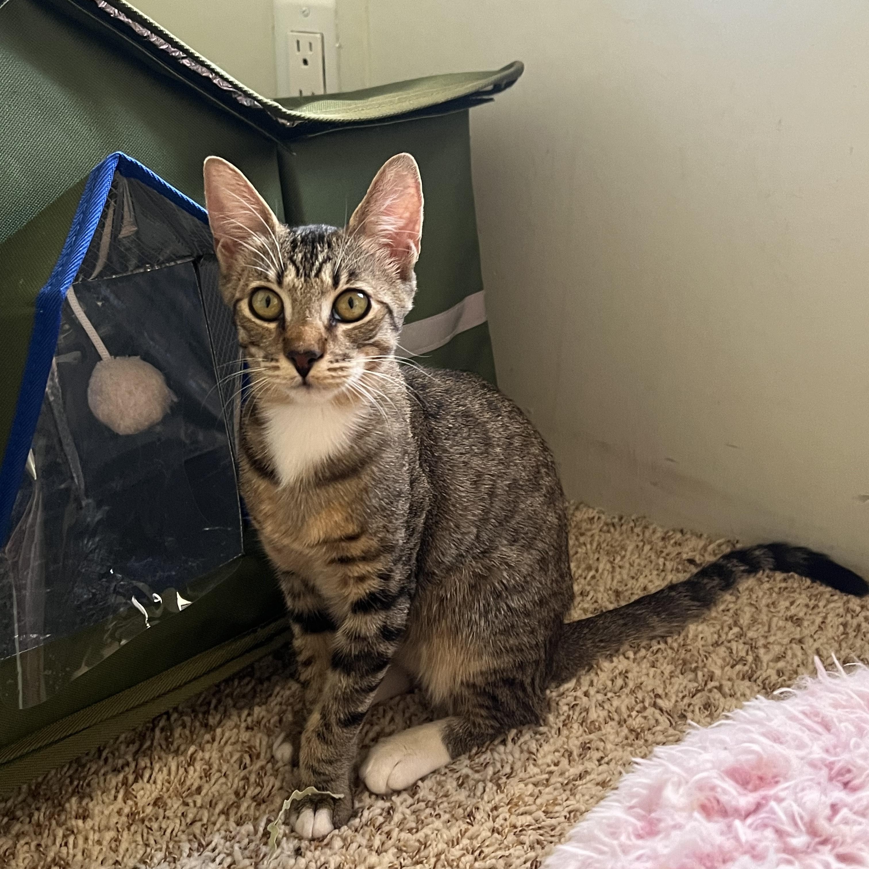 Enlarge Lyle, an adopted Tabby in Palm Desert, CA image 4/6