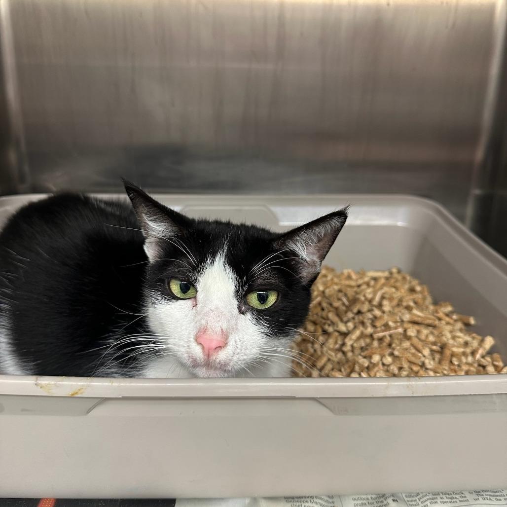 Q-Tip, Adoptable, Adult Female Domestic Short Hair.
