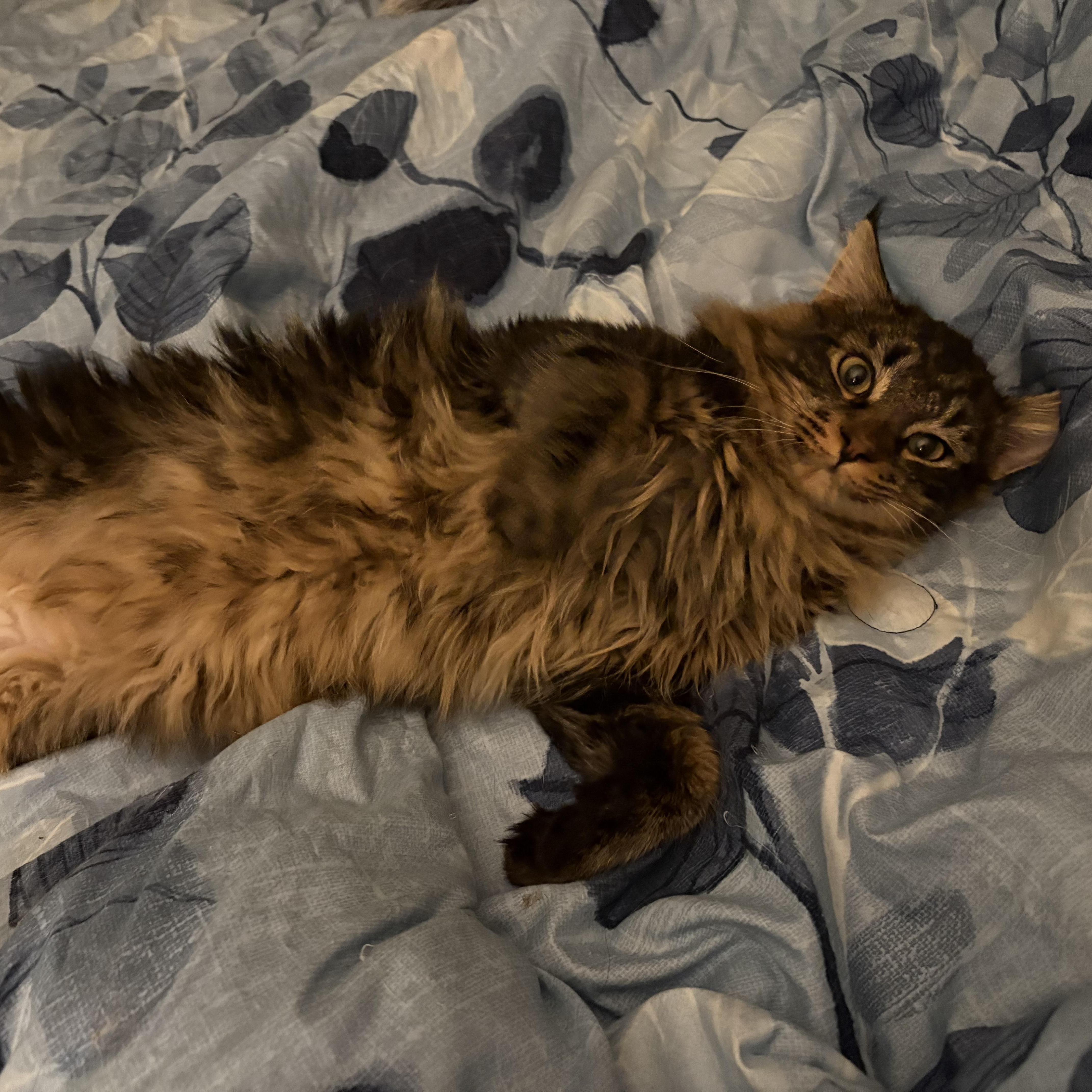 Enlarge Mr. Floof, a Adoptable Domestic Long Hair in Northumberland, PA image 4/4