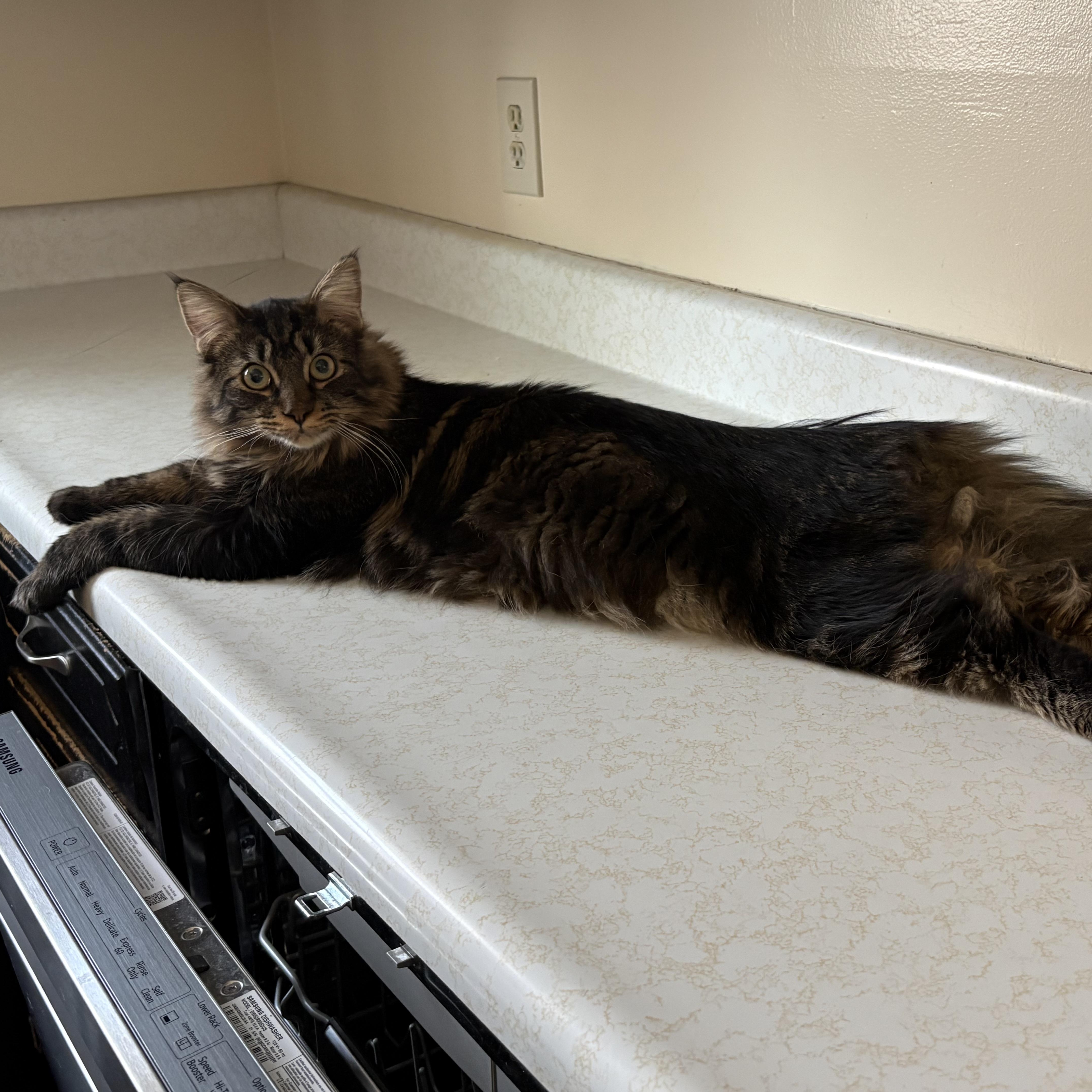 Enlarge Mr. Floof, a Adoptable Domestic Long Hair in Northumberland, PA image 2/4
