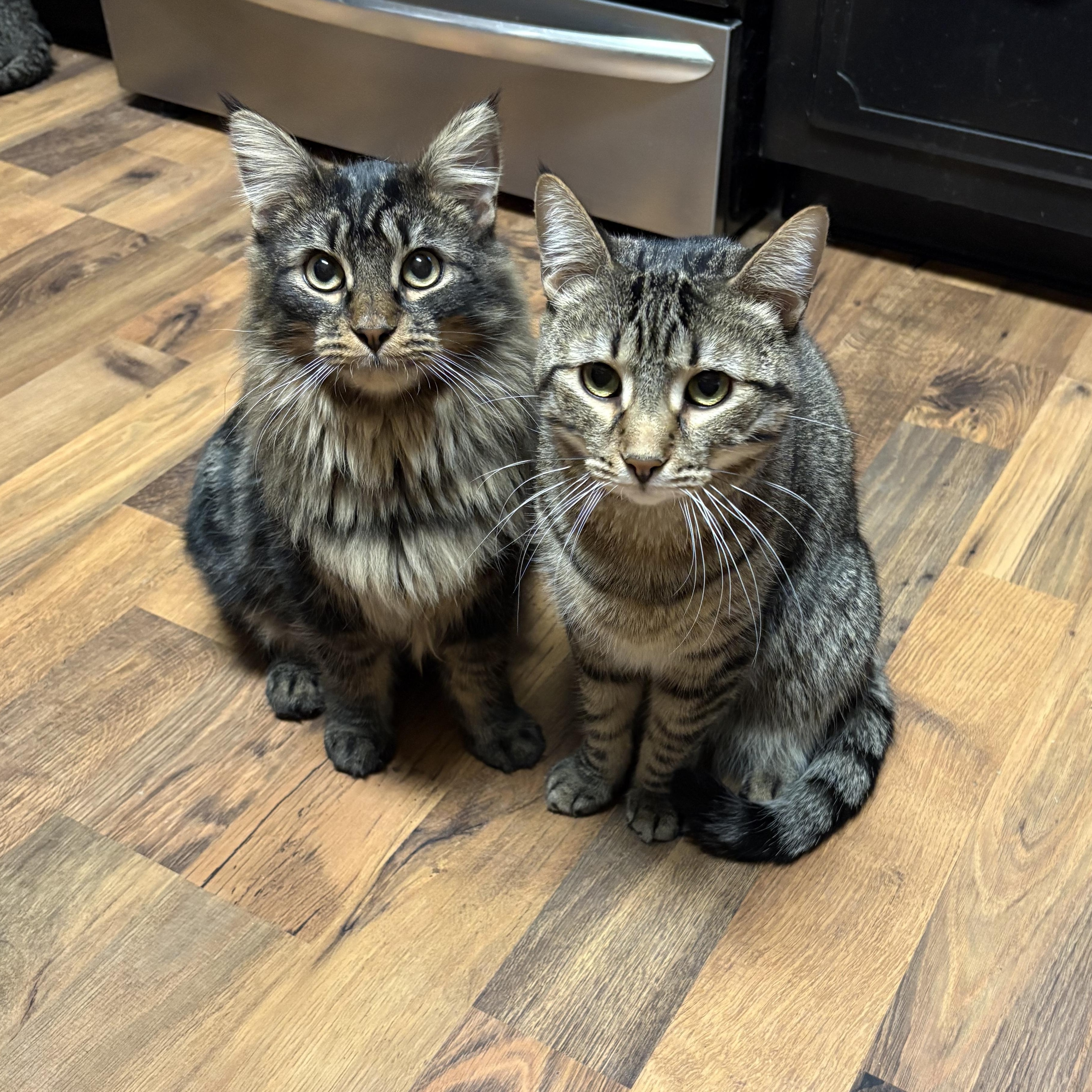 Enlarge Mr. Floof, a Adoptable Domestic Long Hair in Northumberland, PA image 3/4