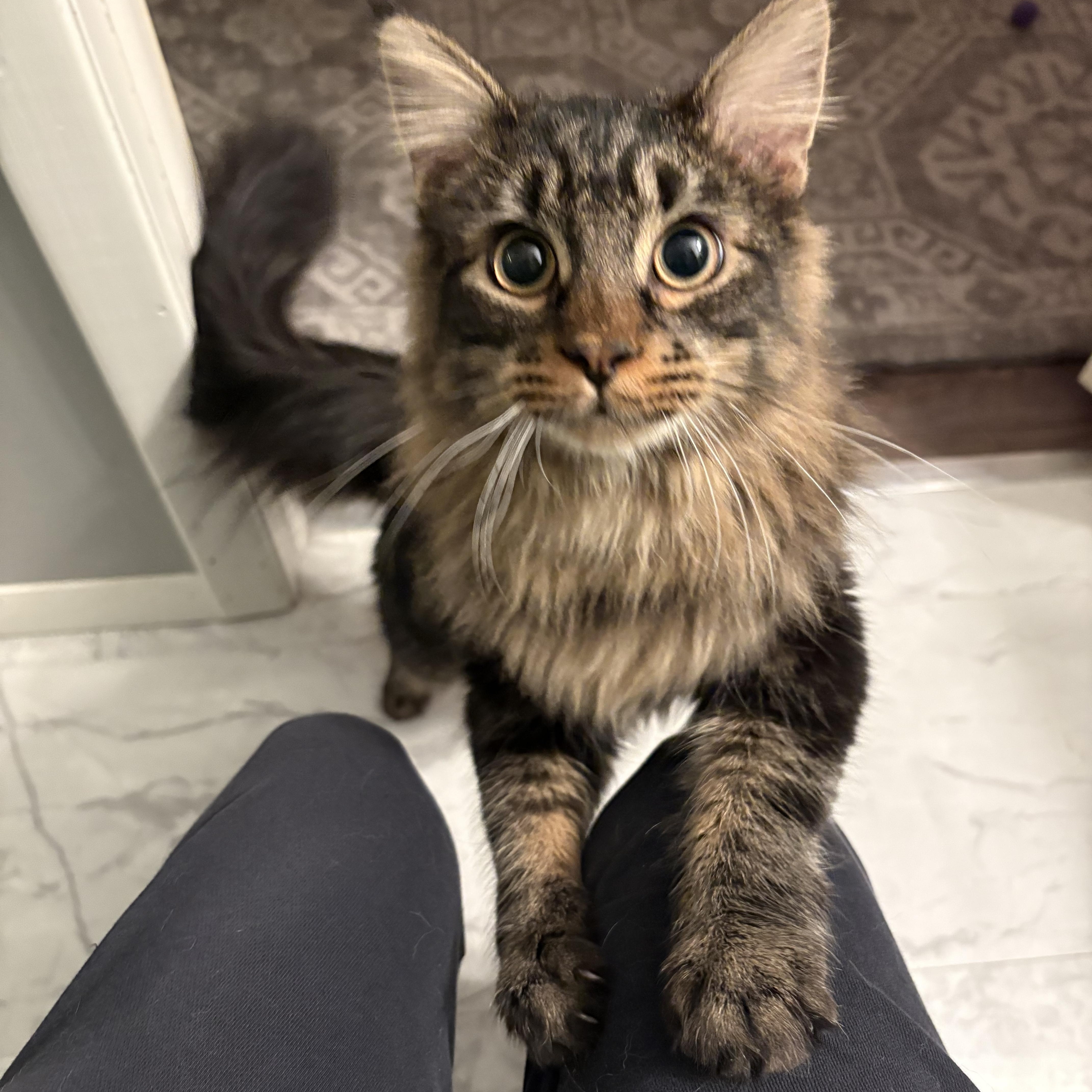 Mr. Floof, Adoptable, Young Male Domestic Long Hair.